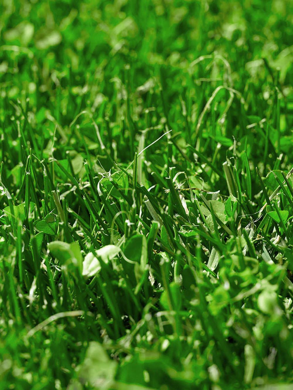 Microclover